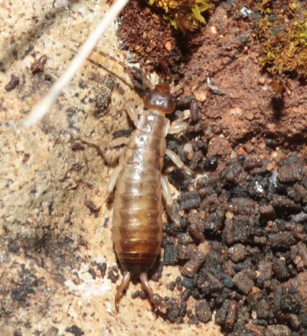 Forficulidae:  Chelidura?